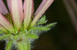 Tennessee purple coneflower